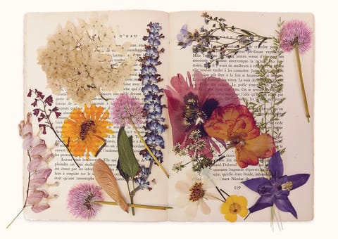 Le logo des survenantes: fleurs sechées dans un vieux livre ouvert