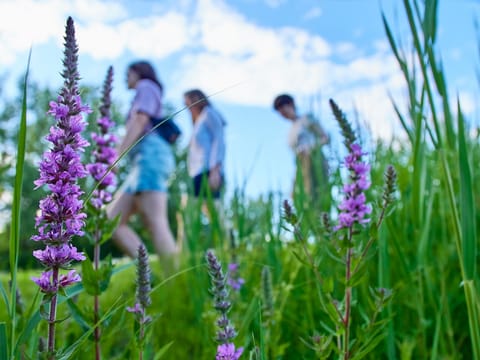 Les Survenantes à travers les fleurs
