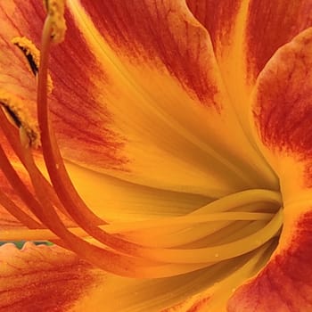 Image de l'épisode : La littérature sentimentale