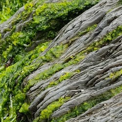 Deux arbres, une forêt de Jessica J. Lee